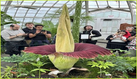 Unveiling The Enigmatic Height Of Corpse Husband